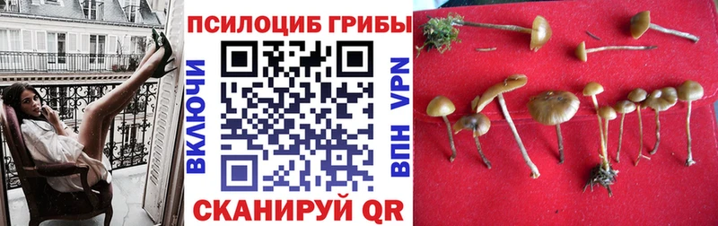 где купить наркоту  Ладушкин  Галлюциногенные грибы Psilocybe 